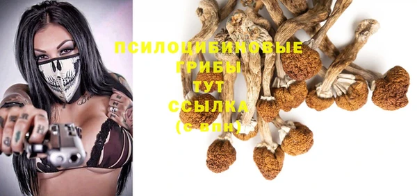 прущие грибы Абаза